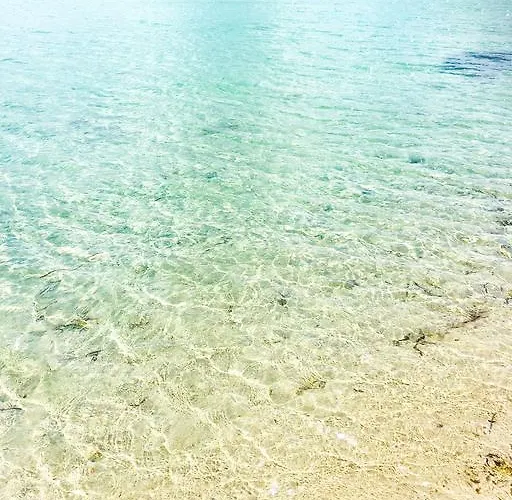 Ortensia Golfo Aranci